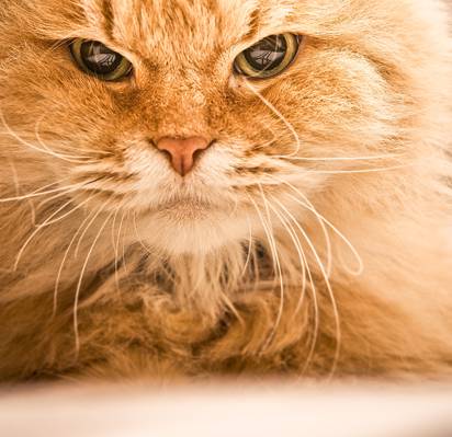 橙色长毛皮猫对焦照片高清壁纸