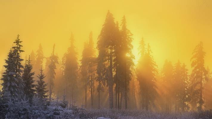 壁纸森林,太阳,阴霾,自然,冬天,雪,光,光线,早上