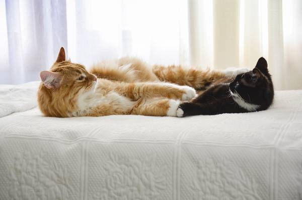 朋友,猫,床,看着对方