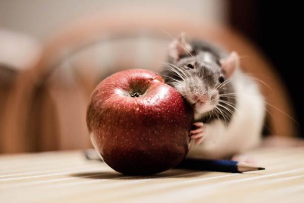 黑色和白色的啮齿动物拿着苹果,老鼠高清壁纸
