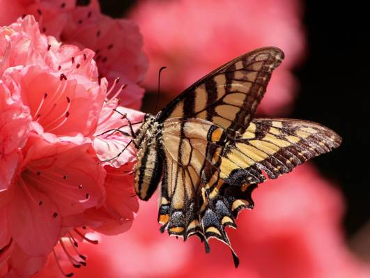 棕色和黄色蝴蝶的照片关闭栖息在桃红色petaled花HD墙纸