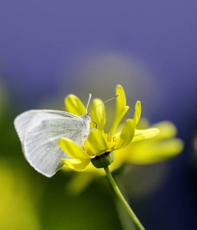 黄色的鲜花选择性焦点摄影,mariposa高清壁纸