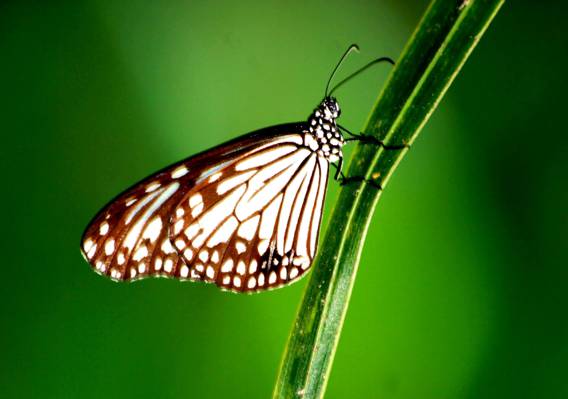 浅焦点摄影镜头的白色和棕色的蝴蝶,泰国高清壁纸