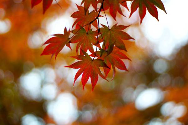 红叶倾斜摄影,日本枫树高清壁纸