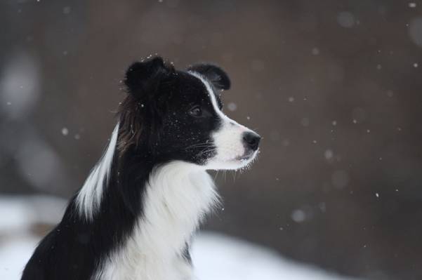 边境牧羊犬,雪,冬天,苍蝇,边境牧羊犬