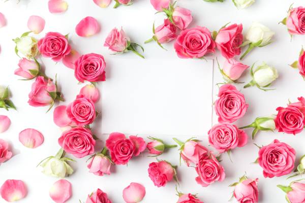浪漫,玫瑰,芽,情人节那天,玫瑰,鲜花,粉红色