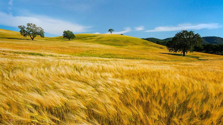 白天干草领域,小麦高清壁纸