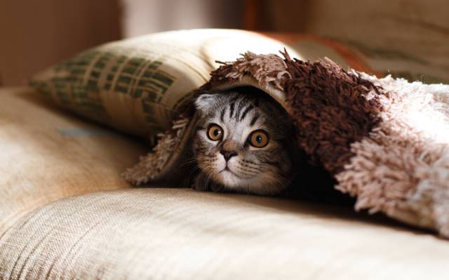 银虎斑小猫下棕色和米色毛毯高清壁纸