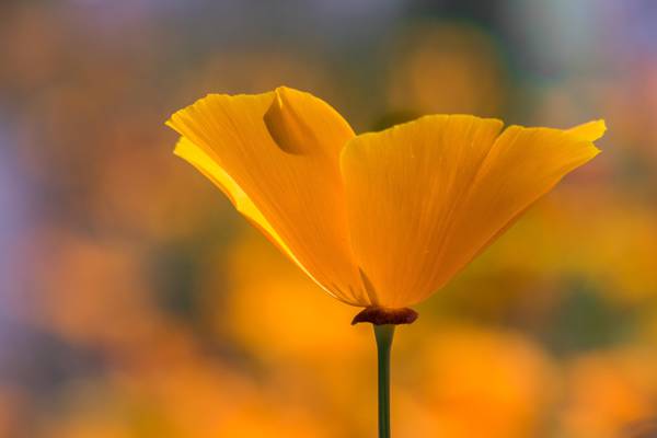 黄色罂粟花,橙色高清壁纸的选择性摄影