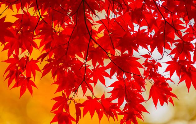 分支,秋天,叶子,深红色