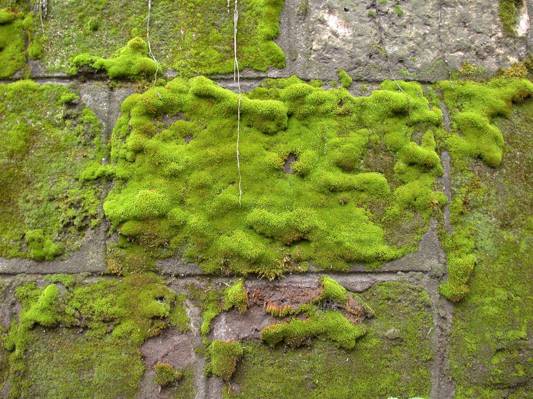 灰色的混凝土墙,在白天高清壁纸的绿色苔藓