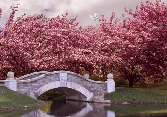 公园,春,公园,桥,花园,树木,开花,粉红色,开花,河,春天