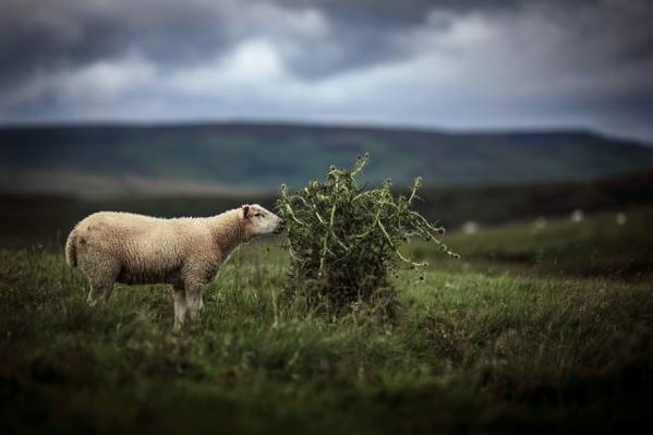 自然,背景,羊