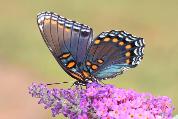 关闭黑色,白色和橙色的照片在紫色豹花,发现高清壁纸上的蝴蝶
