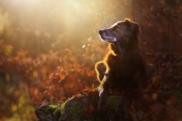 狗,秋天,性质