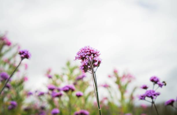 紫色的花朵,在白天的时间,马鞭草高清壁纸摄影