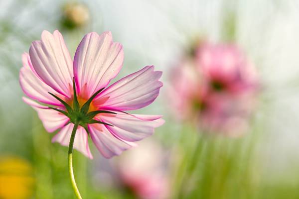 粉红色波斯菊花卉高清壁纸的选择性焦点摄影