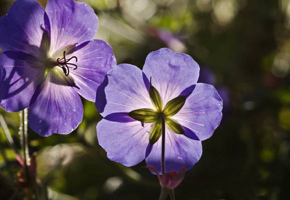 选择性的重点摄影的紫色的花朵高清壁纸