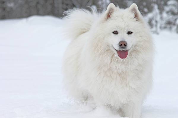 狗,萨摩耶,冬天,雪,语言