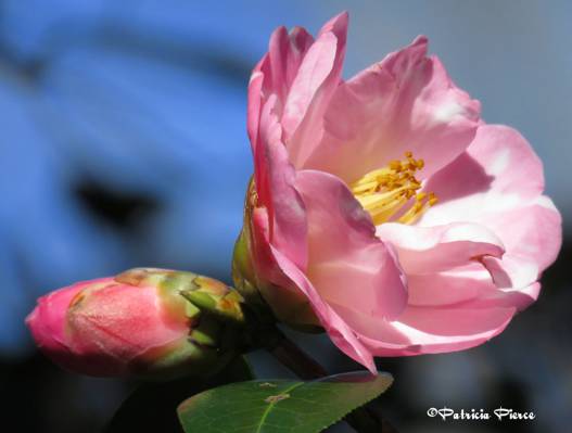 粉红色玫瑰鲜花盛开特写照片高清壁纸