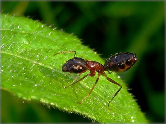 绿色的叶子高清壁纸上的蚂蚁的宏观摄影