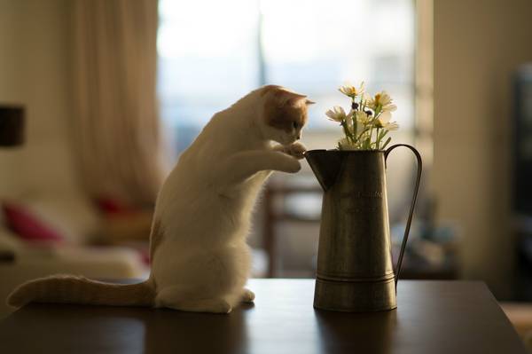 花,桌子,Hannah,小猫,©Benjamin Torode,猫