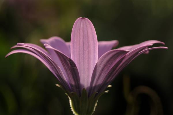 紫色的花瓣花微摄影高清壁纸