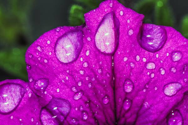 紫色的花与水露珠宏观摄影高清壁纸