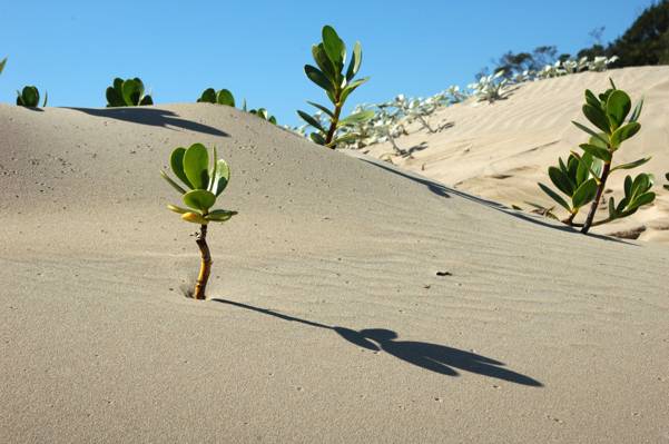 绿色的植物,在沙漠下清晰的蓝天,在白天高清壁纸