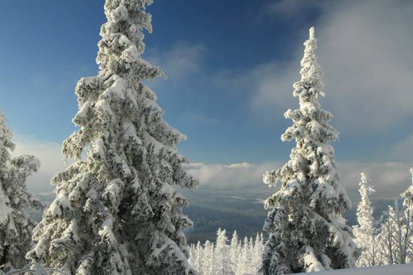 山Polednik,雪,山,冬天,波希米亚,Prášily,Sumava国家公园,捷克共和国,Sumava,森林