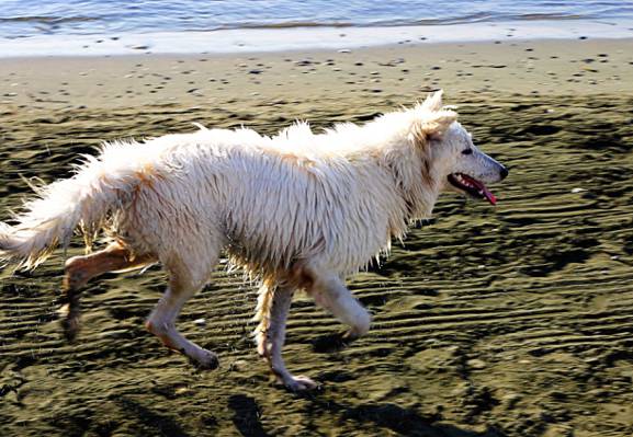 白色短涂狗近海滩高清壁纸浅摄影