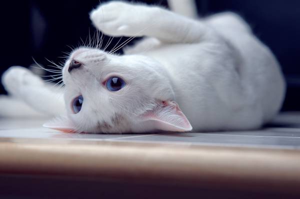 猫,谎言,由一个摄影师,蓝色的眼睛