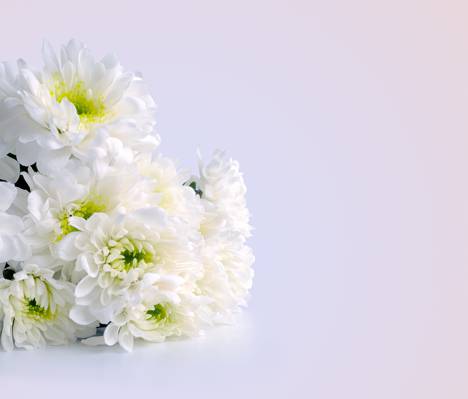 花束,白色的花,菊花,白色的花,菊花,花束