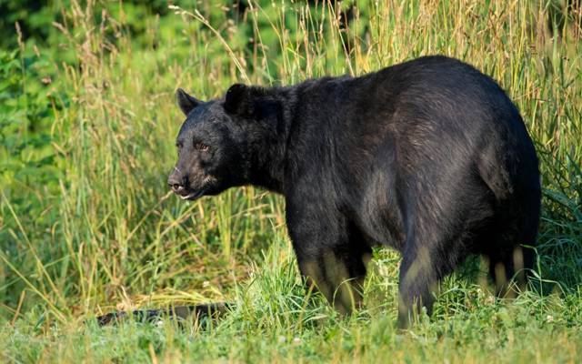 草,美国黑熊,捕食者