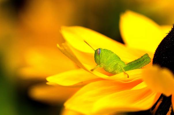 黄金菊,蚱蜢,黄色,花,绿色