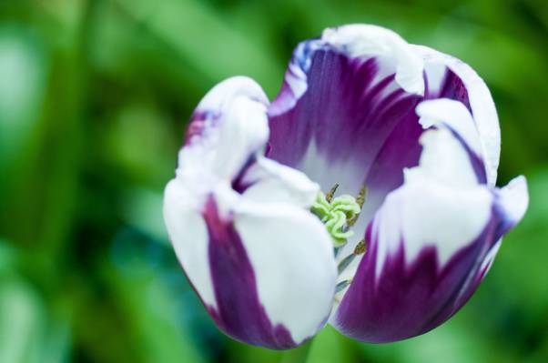 白色和紫色petaled花与绿叶高清壁纸