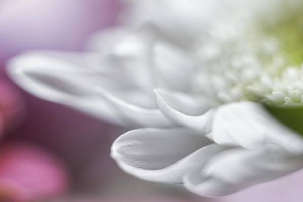 白色非洲菊雏菊花盛开宏观照片高清壁纸