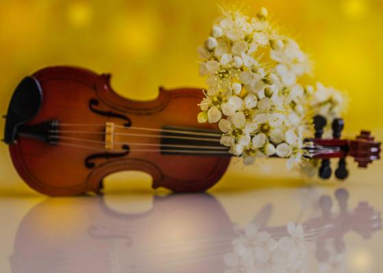 春天,小提琴,花瓣,鲜花