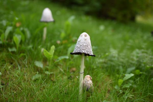 白色的蘑菇发芽在绿色的草地上的选择性焦点摄影高清壁纸