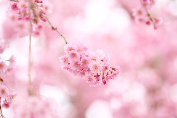 柔情,鲜花,性质,科,樱花,粉红色,颜色,开花,粉红色,春天