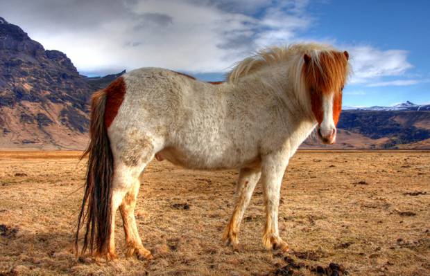 白色和棕色的马,caballo高清壁纸