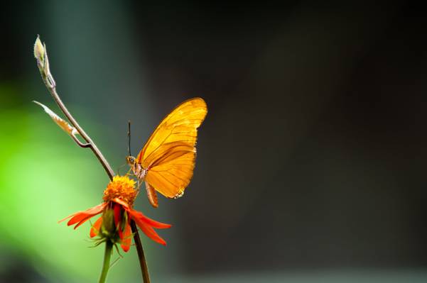 微距拍摄的草甸棕色蝴蝶栖息在红色花高清壁纸