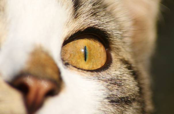 猫的左眼高清壁纸的特写照片