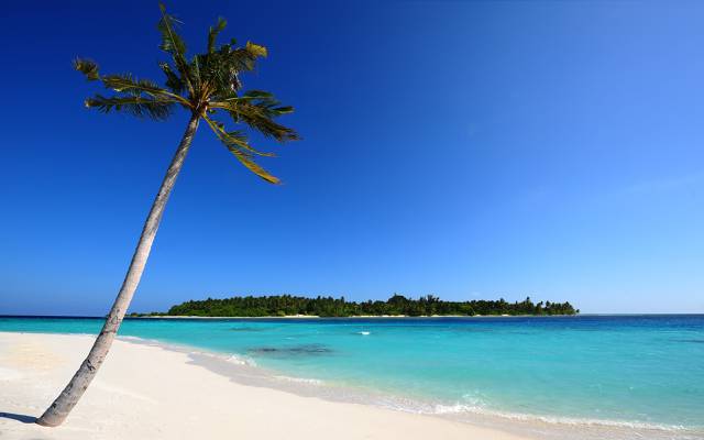 棕榈树,岛,性质,马尔代夫,沙滩,沙滩,海,帕尔马