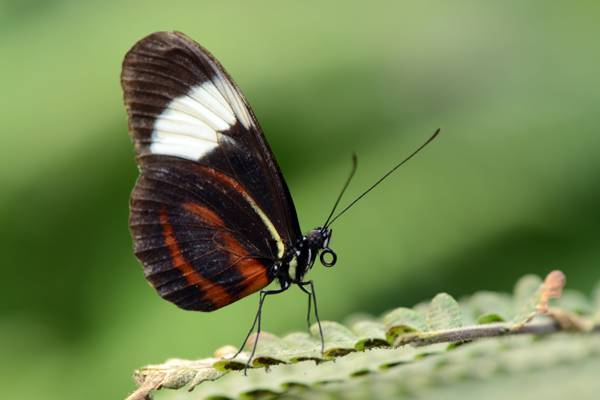 栖息在绿色蕨类植物高清壁纸上的黑色和白色的蝴蝶