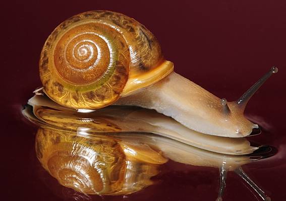 棕色和白色的蜗牛上水高清壁纸