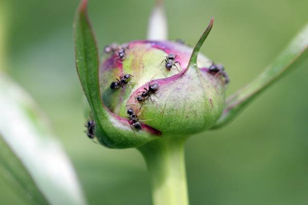 黑蚂蚁栖息在绿叶植物高清壁纸