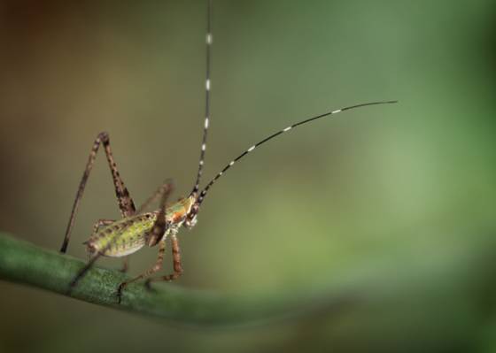 绿色蟋蟀栖息在宏观摄影的绿色叶子高清墙纸
