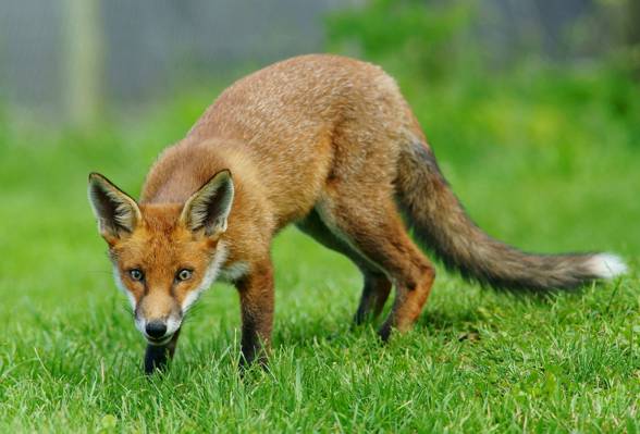 阴影景深摄影的狐狸在草地上,幼崽高清壁纸