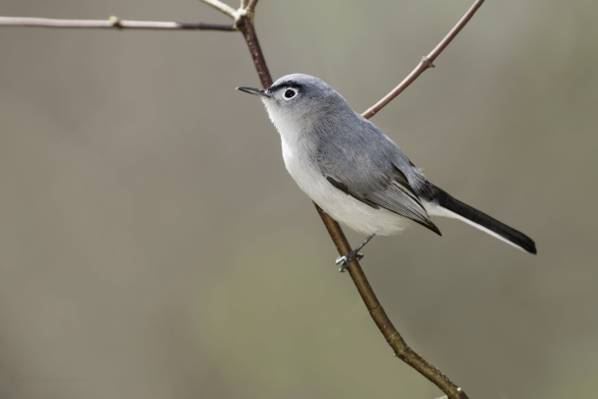 灰色和白色的鸟,棕色树枝上的宏观拍摄照片高清壁纸